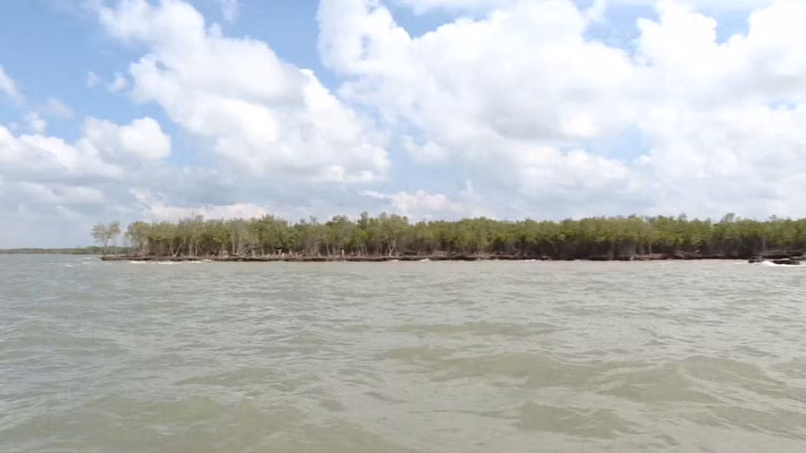 Sạt lở khiến diện tích rừng phòng hộ ven biển ở Cà Mau ngày càng bị thu hẹp Sạt lở khiến diện tích rừng phòng hộ ven biển ở Cà Mau ngày càng bị thu hẹp