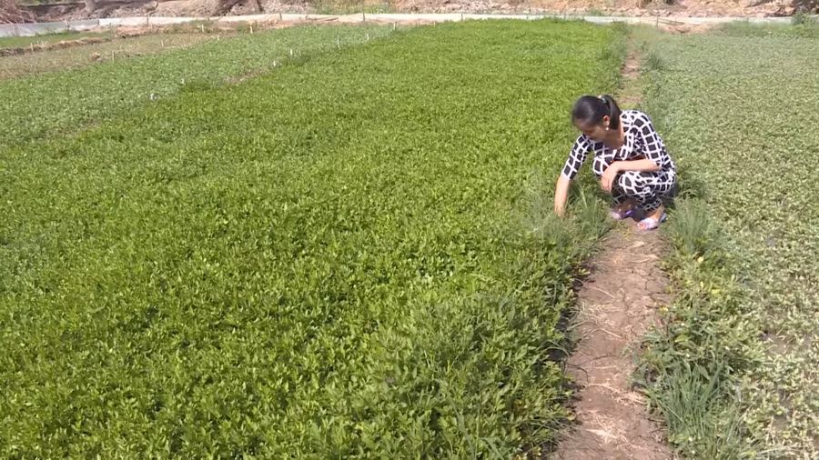 Mô hình trồng màu của chị Phạm Hồng Mơ, xã Khánh Lâm (huyện U Minh)