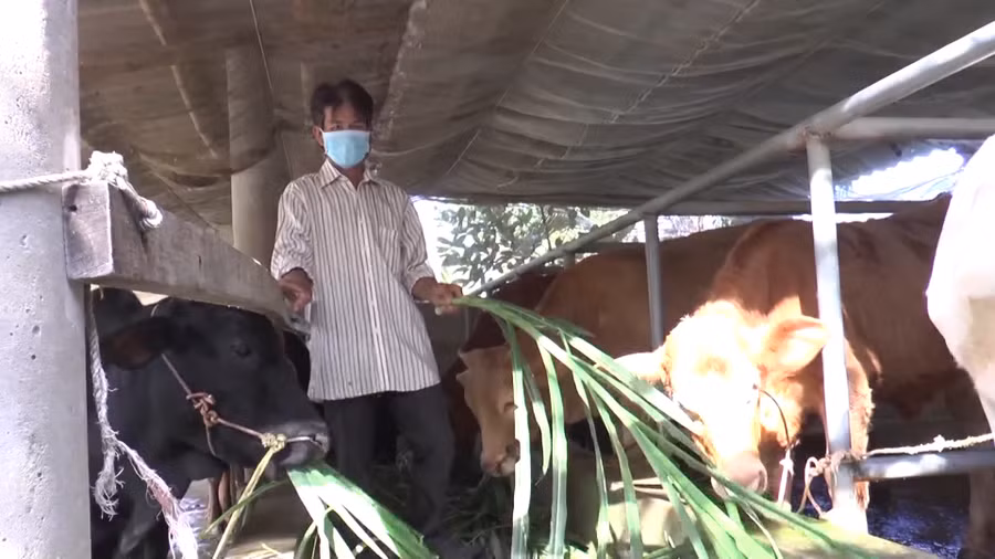 Nhiều hộ nghèo được hỗ trợ vay vốn thực hiện các mô hình sản xuất. Nhiều hộ nghèo được hỗ trợ vay vốn thực hiện các mô hình sản xuất.