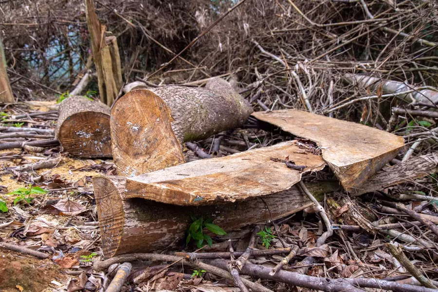 Nhiều cây gỗ lớn bị đốn hạ đã được chuyển ra khỏi rừng, chỉ còn sót lại phần cành, ngọn ở hiện trường.