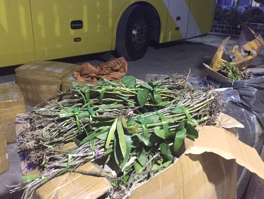 Hoa phong lan chất đầy những thùng xốp.