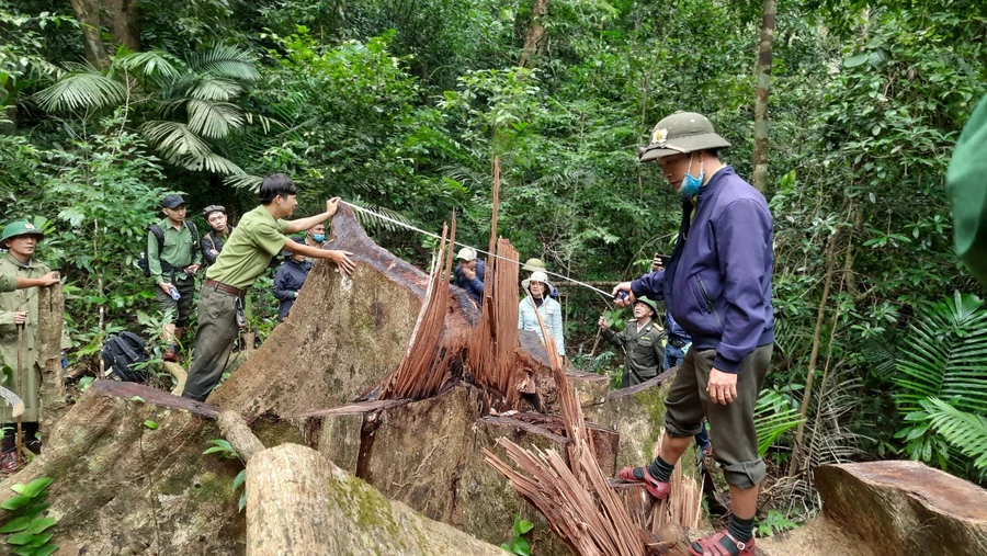 Một cây cổ thụ trong rừng đặc dụng Bắc Hướng Hóa bị lâm tặc đốn hạ còn trơ gốc. 