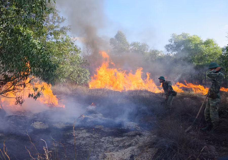 Khu vực cháy tại rừng keo, tràm của bà con có rất nhiều cây Rười khô do thời tiết quá nắng nóng