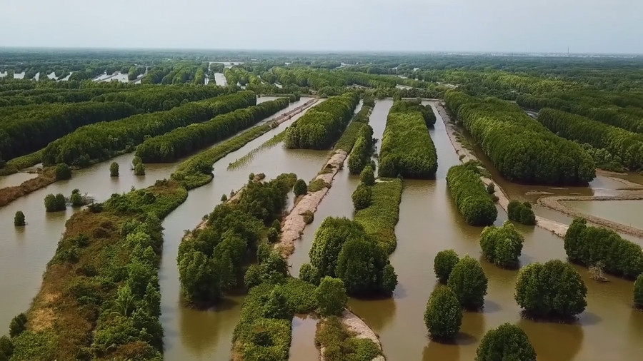 Một khu rừng ngập mặn tại Cà Mau