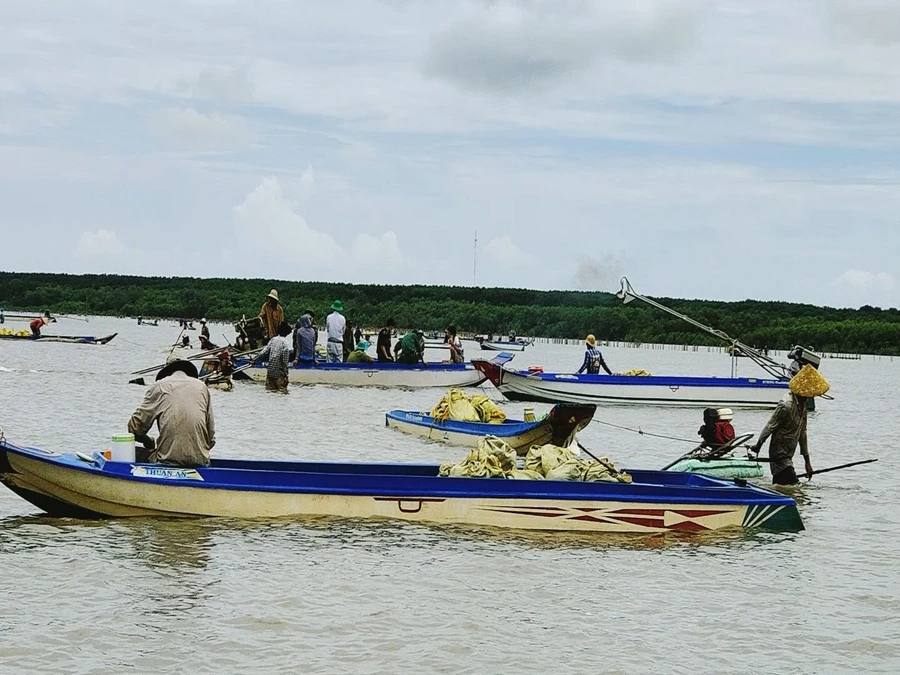 Người dân khai thác nghêu giống tại bãi nghêu