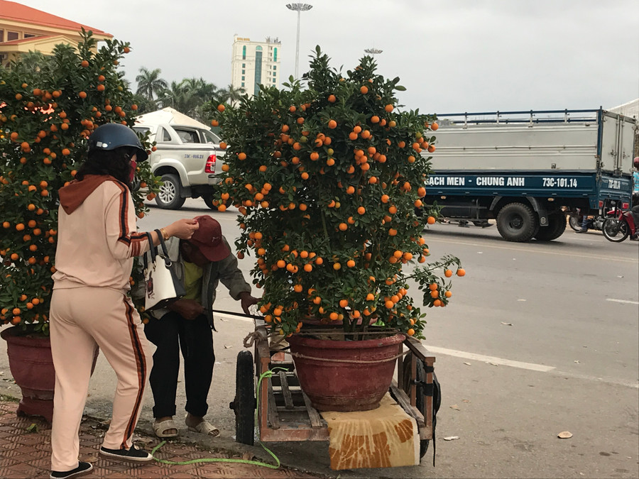 Một khách hàng mua được 2 chậu quất khá đẹp.