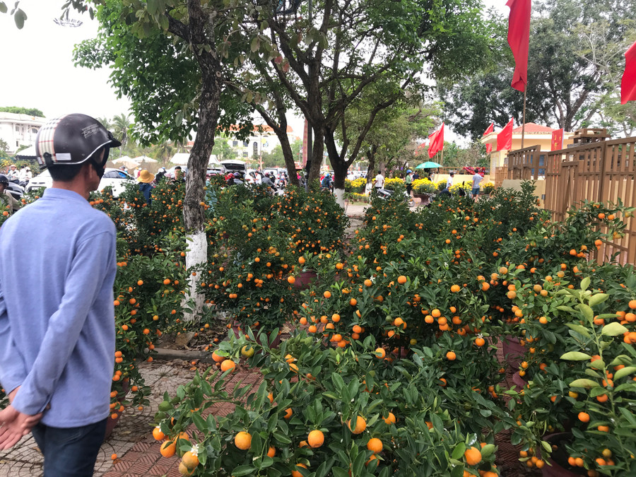 Nhiều chậu quất rất đẹp được bày bán nhưng có quá ít người mua.