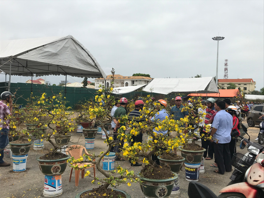 Nhiều chậu hoa mai vẫn có giá trên 1 triệu đồng