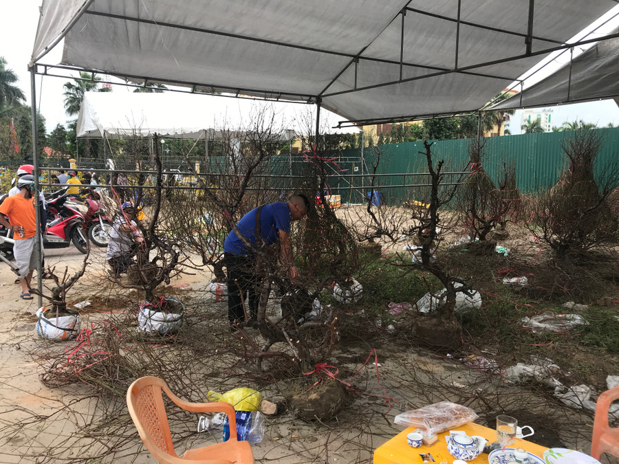 Một người bán đào cắt các cành đào để giữ gốc nuôi dưỡng cho mùa Tết năm sau đi bán chứ không chấp nhận giảm giá.