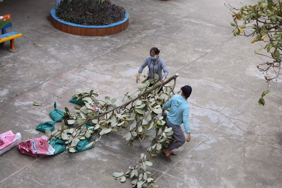 Di chuyển những cành cây phải chặt xuống để tránh bị đỗ gãy