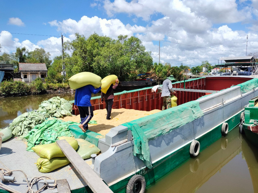 Ghe thu mua lúa không thể vào sâu bên trong để thu mua lúa của người dân. Ghe thu mua lúa không thể vào sâu bên trong để thu mua lúa của người dân.
