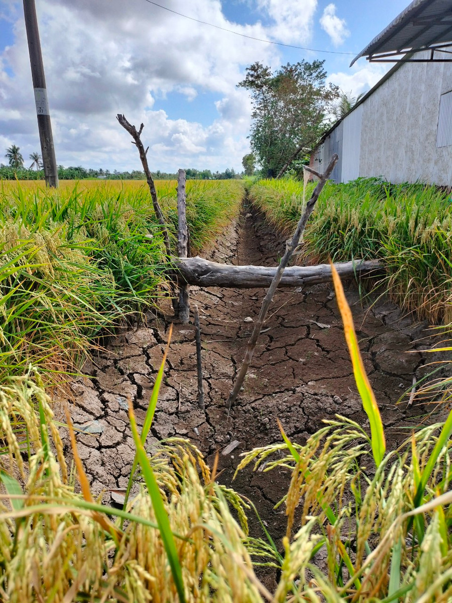 Nước trên những cánh đồng thời điểm này đã khô cạn. Nước trên những cánh đồng thời điểm này đã khô cạn.