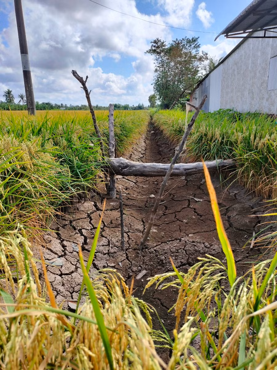 Nước trên những cánh đồng thời điểm này đã khô cạn.