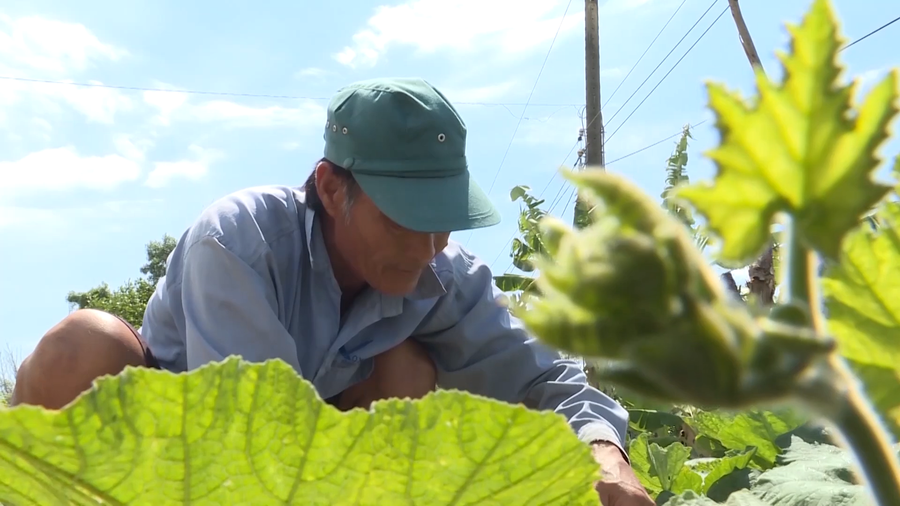 Ông Nguyễn Văn Việt chăm sóc hoa màu.