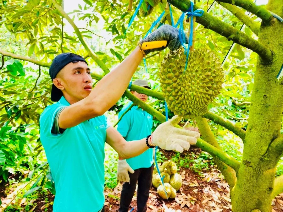 Người dân Krông Pắc thu hoạch sầu riêng năm 2024. (Ảnh: TT)