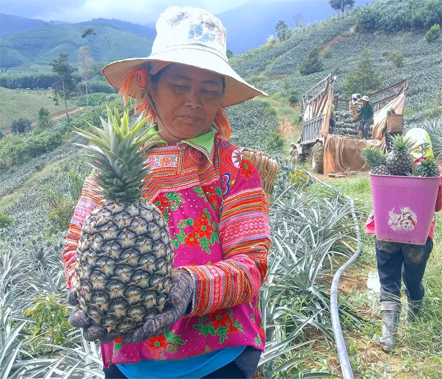 Nông dân xã Cư Đrăm thu hoạch dứa niên vụ 2023-2024. (Ảnh: HTX)