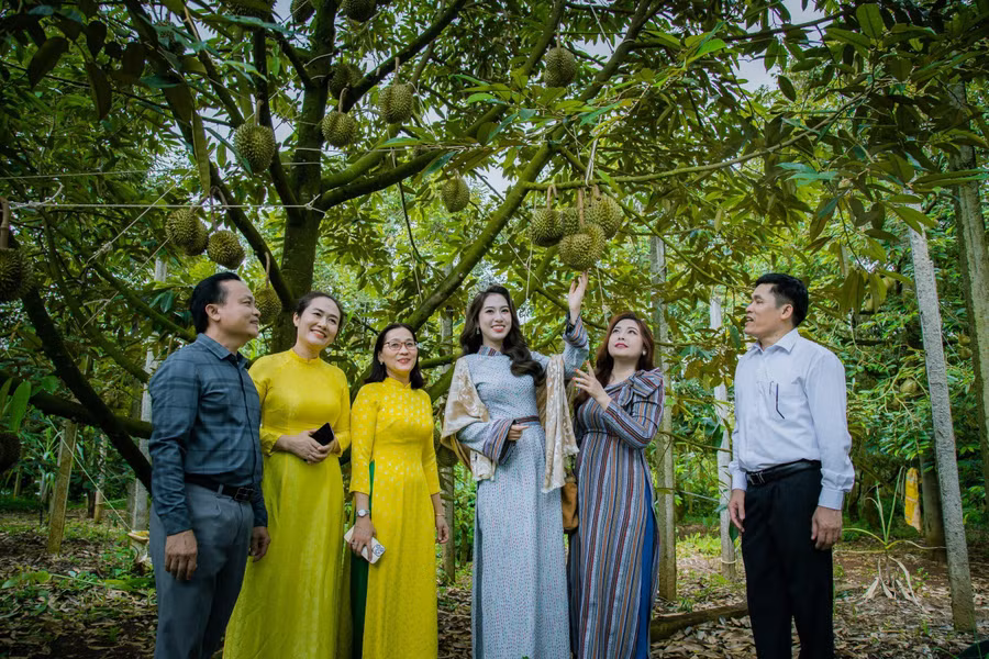 Huyện Krông Pắc chuẩn bị cho Lễ hội sầu riêng 2024. (Ảnh: TT)