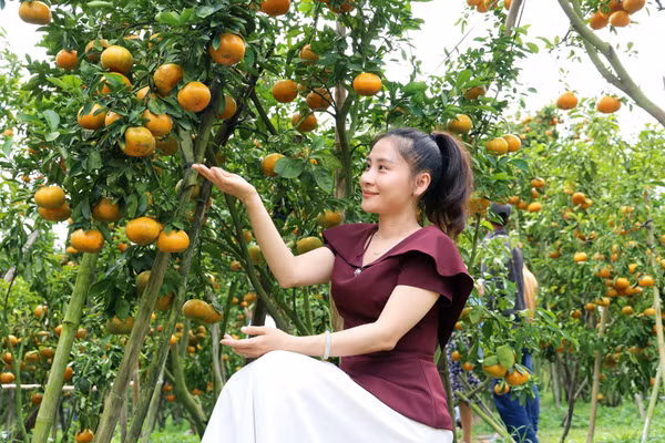 Du khách hào hứng lưu lại những khoảnh khắc đẹp giữa không gian vườn quýt chín vàng.