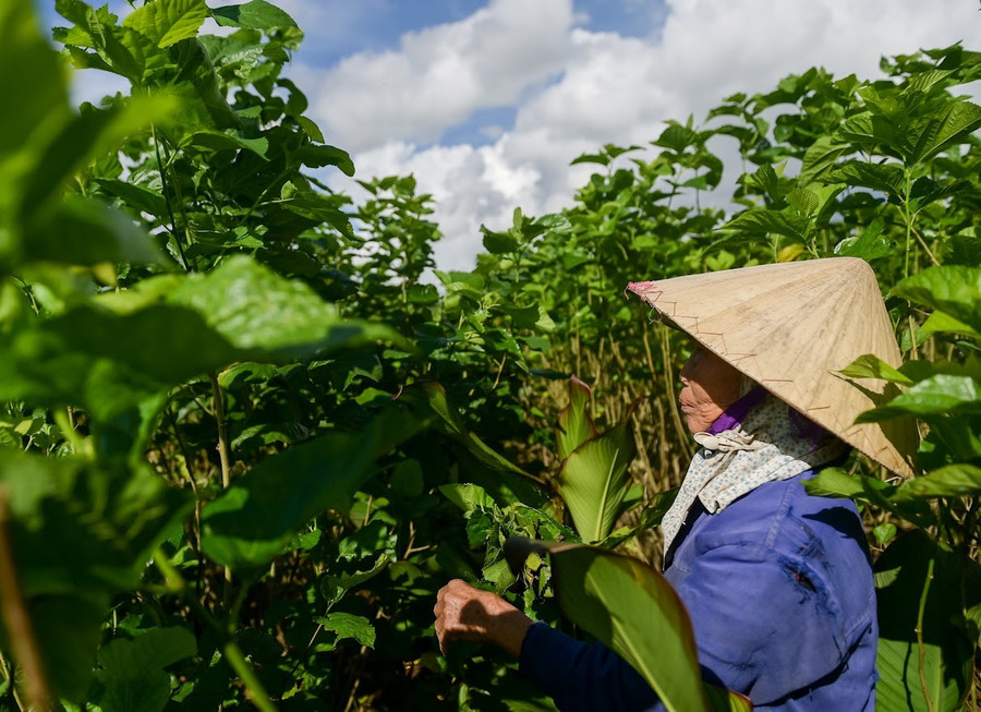 Nghề nuôi tằm, ươm tơ ở làng Cổ Chất (Ninh Giang, Ninh Bình). 