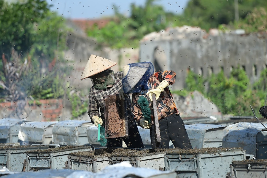 Mô hình nuôi ong lấy mật cạnh tán rừng ngập mặn.