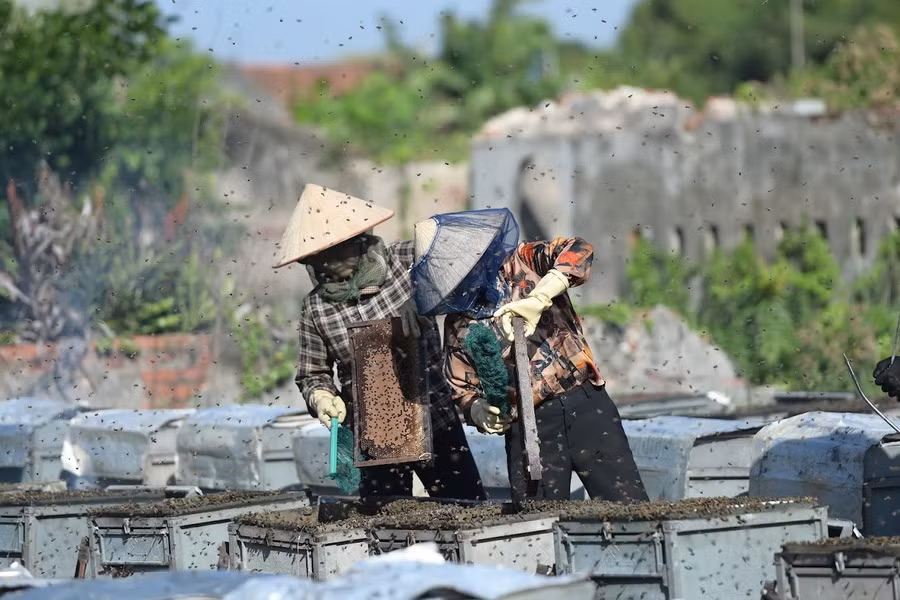 Mô hình nuôi ong lấy mật cạnh tán rừng ngập mặn.