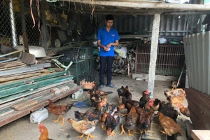 Anh Nguyễn Ngọc Thiện bên đàn gà lai giống của mình. Ảnh: NVCC