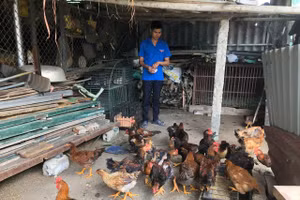 Anh Nguyễn Ngọc Thiện bên đàn gà lai giống của mình. Ảnh: NVCC