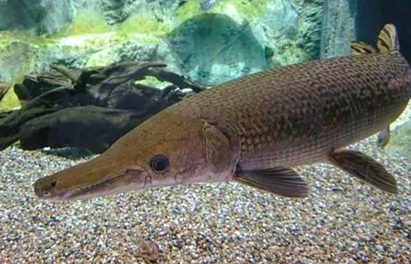 10n người ngộ độc do ăn trứng cá phúc lộc thọ. (Ảnh minh hoạ)