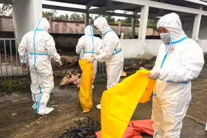 Lực lượng chức năng vận chuyển heo bệnh đi tiêu hủy. 