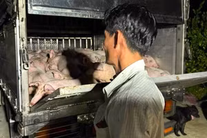 120 con heo không giấy chứng nhận kiểm dịch có kết quả dương tính với dịch tả heo Châu Phi.