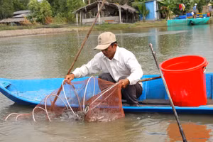 Hộ dân thu hoạch cá kèo. (Ảnh: Quách Mến)