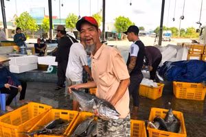 Ngư dân phấn khởi thu nhiều "lộc biển".