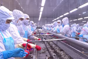 Xuất khẩu thủy sản được xem là thế mạnh của tỉnh Cà Mau.