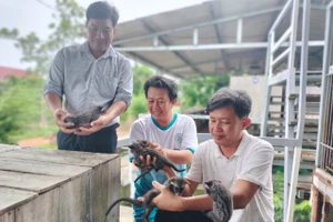 Ông Huỳnh Thanh Hùng xem chồn giống.