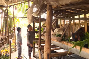 Hộ nghèo ở Cà Mau được hỗ trợ mô hình chăn nuôi.