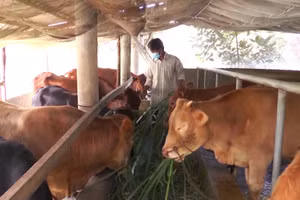 Nhiều hộ dân được hỗ trợ giống, vay vốn thực hiện mô hình chăn nuôi hiệu quả.