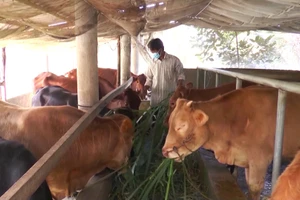 Nhiều hộ dân được hỗ trợ giống, vay vốn thực hiện mô hình chăn nuôi hiệu quả.