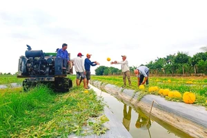 Nông dân Lý Văn Lâm thu hoạch dưa Tết (ảnh CTV).