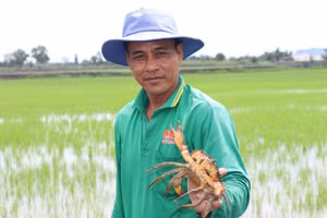 Một hộ đồng bào dân tộc Khmer ở xã Tân Lộc với mô hình nuôi tôm cua kết hợp trồng lúa.