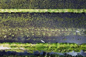 Mô hình trồng bồn bồn kết hợp cá đồng tại xã Khánh An, Cà Mau.