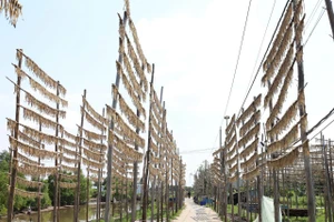 Khu vực phơi cá khô khoai tại Cái Đôi Vàm.