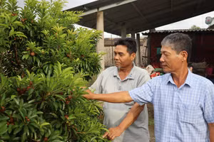 Mô hình trồng cây ăn trái tại ấp Tân Điền B, xã Thanh Tùng.