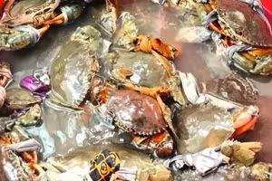 Cua Cà Mau nổi tiếng bởi độ béo, ngon, chắc thịt.