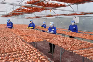 Một cơ sở sản xuất tôm khô ở Cà Mau.