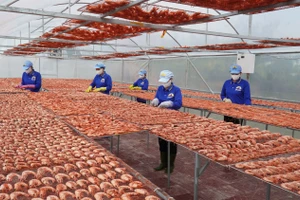 Một cơ sở sản xuất tôm khô ở Cà Mau.