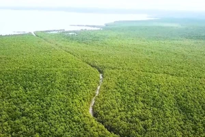 Vườn Quốc gia Mũi Cà Mau, lá phổi xanh của Cà Mau và vùng ĐBSCL.