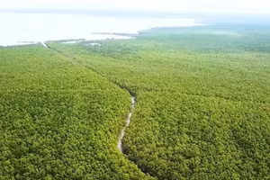 Vườn Quốc gia Mũi Cà Mau, lá phổi xanh của Cà Mau và vùng ĐBSCL.