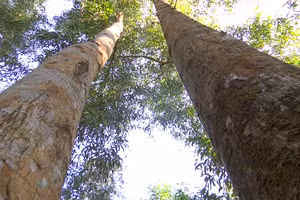 Cây keo lai ở vùng rừng U Minh Hạ. Ảnh: QM.