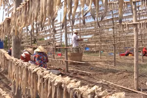 Dàn phơi khô cá Khoai của người dân.