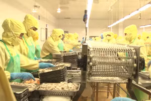 Một doanh nghiệp thủy sản trên địa bàn tỉnh Bạc Liêu.